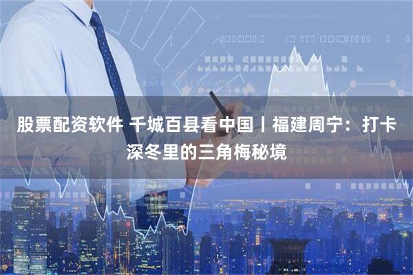 股票配资软件 千城百县看中国丨福建周宁：打卡深冬里的三角梅秘境